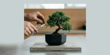 A human hand carefully prunes a delicate bonsai tree in a geometric pot, symbolizing intentional personal growth and self-awareness.